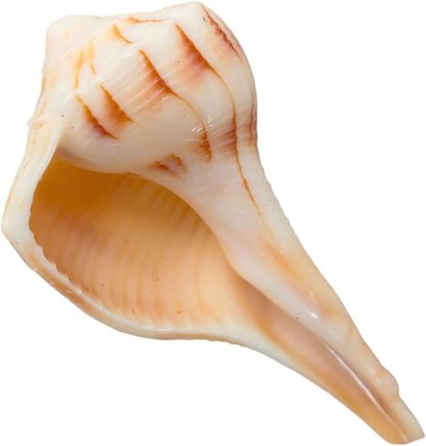 Dakshinavarti Shankh White Valampuri Sangu Pooja Shankh الأصلي اليد اليمنى Lakshmi Conch نادر للعبادة الهندوسية الطبيعية Abhishek Shankh Shell Sangu Small 1.5 بوصة in Kuwait