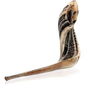 Holy Voice Kosher Ram Shofar Horn from Israel 18"-20" Traditional Half Polished, Holy Land Easy Blowing Ancient Jewish Musical Instrument, Smooth Mouthpiece for Easy Blowing, Clear Sound in Kuwait