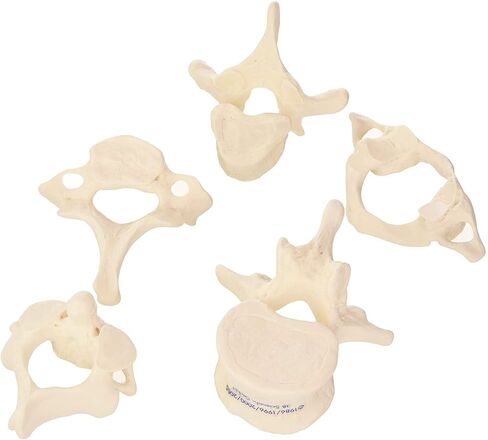 3B Scientific 5 فقرات + برنامج تشريح مجاني - 3B Smart Anatomy، A75/1 in Saudi Arabia