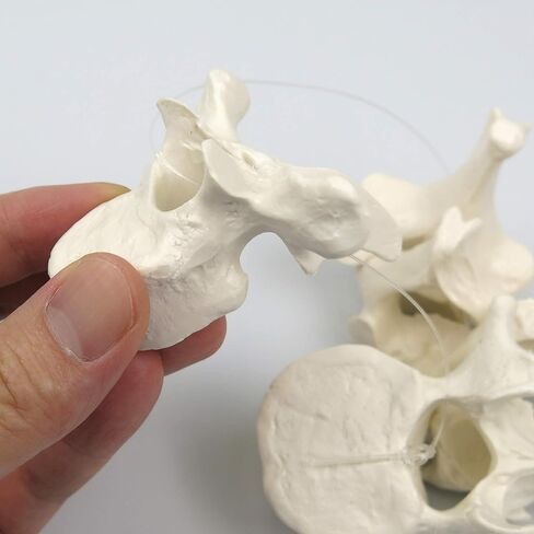 3B Scientific 5 فقرات + برنامج تشريح مجاني - 3B Smart Anatomy، A75/1 in Saudi Arabia