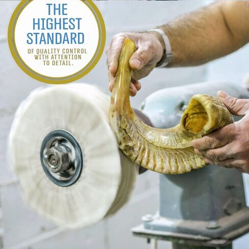 الصوت المقدس كوشير رام شوفار القرن من إسرائيل 18 "-20" التقليدية نصف مصقول، الأرض المقدسة سهلة تهب آلة موسيقية يهودية قديمة، لسان الحال على نحو سلس لسهولة النفخ، صوت واضح in Kuwait