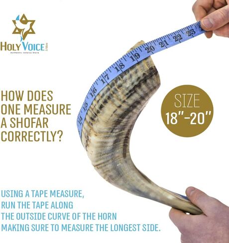 الصوت المقدس كوشير رام شوفار القرن من إسرائيل 18 "-20" التقليدية نصف مصقول، الأرض المقدسة سهلة تهب آلة موسيقية يهودية قديمة، لسان الحال على نحو سلس لسهولة النفخ، صوت واضح in Kuwait