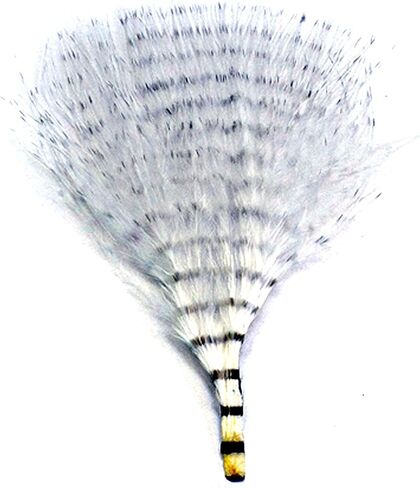 MFC Mini Barred Marabou in Kuwait