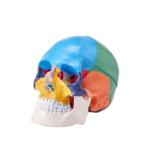 VEVOR Human Skull Model, 3 Parts Human Skull Anatomy, Life-Size Painted Anatomy Skull Model, PVC Anatomical Skull, Detachable Learning Skull Model, for Professional Teaching, Researching and Learning in Saudi Arabia