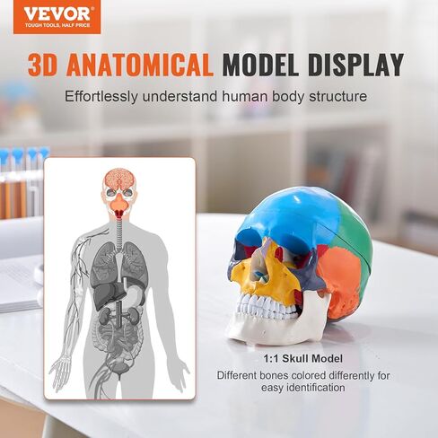 VEVOR Human Skull Model, 3 Parts Human Skull Anatomy, Life-Size Painted Anatomy Skull Model, PVC Anatomical Skull, Detachable Learning Skull Model, for Professional Teaching, Researching and Learning in Saudi Arabia