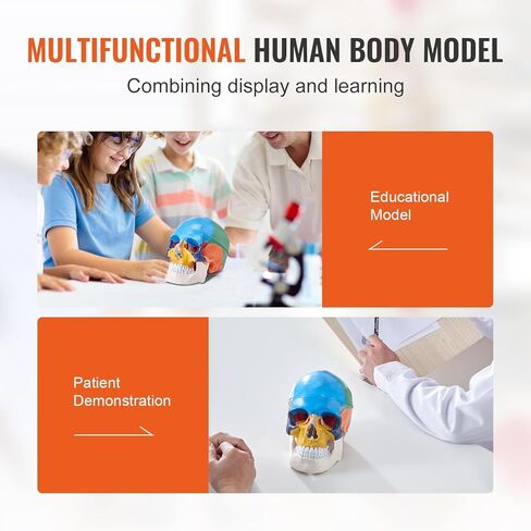 VEVOR Human Skull Model, 3 Parts Human Skull Anatomy, Life-Size Painted Anatomy Skull Model, PVC Anatomical Skull, Detachable Learning Skull Model, for Professional Teaching, Researching and Learning in Saudi Arabia