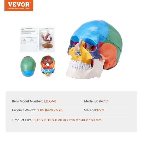 VEVOR Human Skull Model, 3 Parts Human Skull Anatomy, Life-Size Painted Anatomy Skull Model, PVC Anatomical Skull, Detachable Learning Skull Model, for Professional Teaching, Researching and Learning in Saudi Arabia