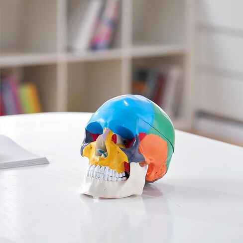 VEVOR Human Skull Model, 3 Parts Human Skull Anatomy, Life-Size Painted Anatomy Skull Model, PVC Anatomical Skull, Detachable Learning Skull Model, for Professional Teaching, Researching and Learning in Saudi Arabia