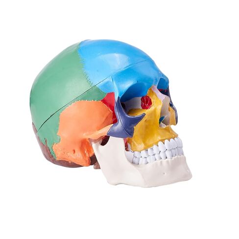 VEVOR Human Skull Model, 3 Parts Human Skull Anatomy, Life-Size Painted Anatomy Skull Model, PVC Anatomical Skull, Detachable Learning Skull Model, for Professional Teaching, Researching and Learning in Saudi Arabia