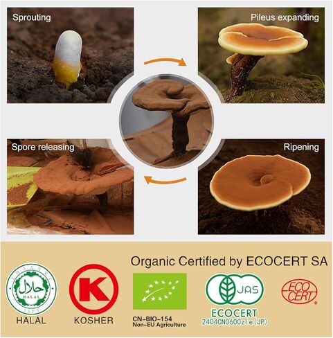 Organic Reishi Mushroom Capsules with 100% Ganoderma Lucidum Reishi Spore Powder for Boost Immune System, Vegan, All Natural, Non-GMO & Gluten Free, 90 Veggie Capsules in Saudi Arabia