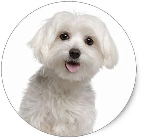 ملصقات Lancy's Artwork Love White Maltese Puppy Dog - ملصق جرافيك - تلقائي، جدار، كمبيوتر محمول، خلية، ملصق شاحنة للنوافذ، السيارات، الشاحنات in Saudi Arabia