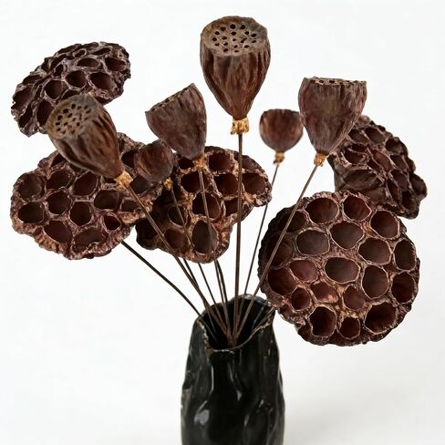 قرون اللوتس الطبيعية المجففة مع السيقان 20 '' السيقان الطويلة الاصطناعية تنبع قرون اللوتس الاصطناعية المجففة مع السيقان لحفل زفاف ديكور المنزل (5 مساءً كبيرة) in Kuwait