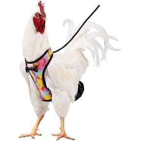 Chicken Harness Hen Size with 6ft Matching Leash – Adjustable, Resilient, Comfortable, Breathable, Large, Suitable for Chicken Weighing About 6.6 Pound,Black