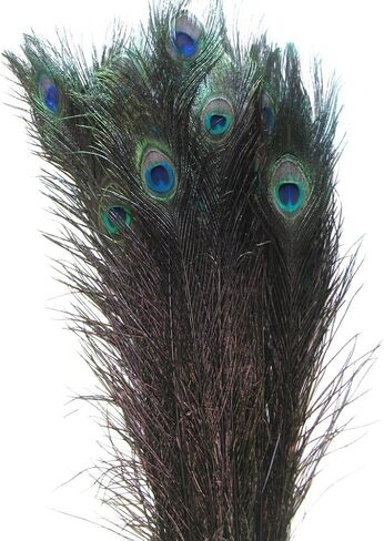 10 Pieces Real Dyed Peacock Eye Feathers 30-35" for Crafts, Wedding, Halloween (Turquoise) in Saudi Arabia