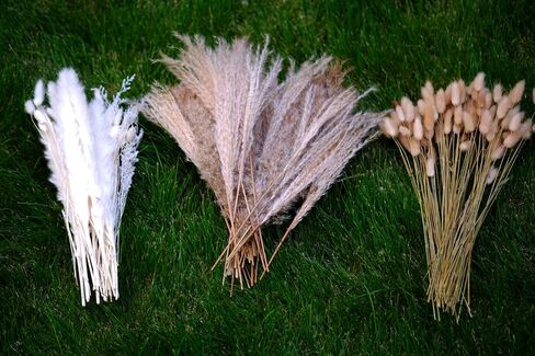 (169 PCS) Home Decor Dried Flowers Arrangements White & Natural Pampas Grass Reed Bunny Tails for Boho Home Wedding Decoration Flower Arrangements Photo Props in Saudi Arabia