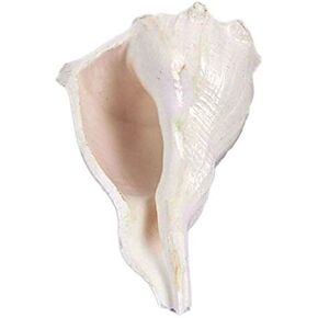 اليد اليمنى الأصلية أبهيشيك شانخ/اليد اليمنى الطبيعية داكشينفارتي لاكشمي شانخ نادر in Kuwait