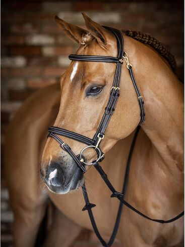 LeMieux Kudos Work Bridle in Saudi Arabia