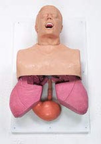 SIMULAIDS Adult Airway Management Trainer in Kuwait