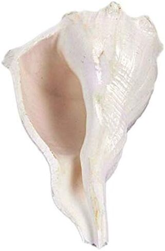 اليد اليمنى الأصلية أبهيشيك شانخ/اليد اليمنى الطبيعية داكشينفارتي لاكشمي شانخ نادر in Kuwait