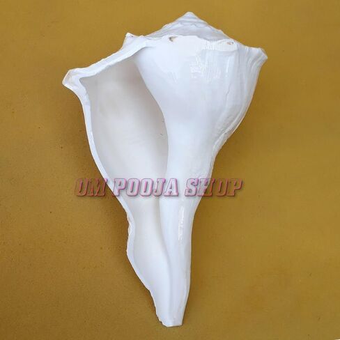 اليد اليمنى الأصلية أبهيشيك شانخ/اليد اليمنى الطبيعية داكشينفارتي لاكشمي شانخ نادر in Kuwait