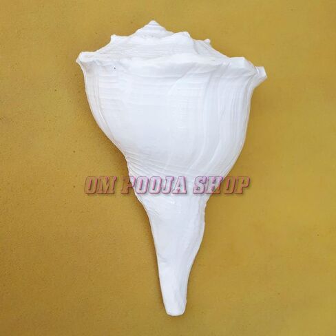 اليد اليمنى الأصلية أبهيشيك شانخ/اليد اليمنى الطبيعية داكشينفارتي لاكشمي شانخ نادر in Kuwait