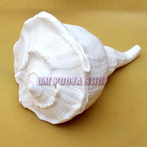 اليد اليمنى الأصلية أبهيشيك شانخ/اليد اليمنى الطبيعية داكشينفارتي لاكشمي شانخ نادر in Kuwait