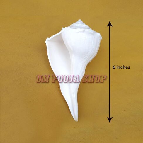 اليد اليمنى الأصلية أبهيشيك شانخ/اليد اليمنى الطبيعية داكشينفارتي لاكشمي شانخ نادر in Kuwait