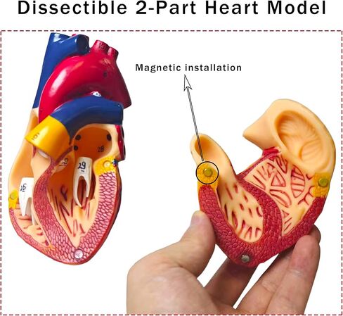 نموذج قلب بشري بالحجم الطبيعي، نموذج طبي للقلب التشريحي قابل للفصل من جزأين، تشريح مع 34 هيكلًا مشفرًا دقيقًا، مع دليل المنتج التفصيلي in Kuwait
