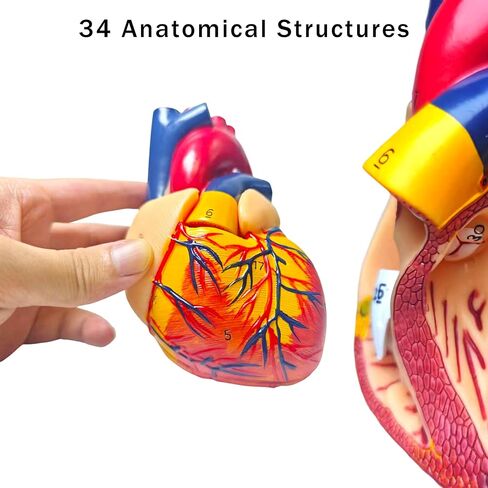 نموذج قلب بشري بالحجم الطبيعي، نموذج طبي للقلب التشريحي قابل للفصل من جزأين، تشريح مع 34 هيكلًا مشفرًا دقيقًا، مع دليل المنتج التفصيلي in Kuwait