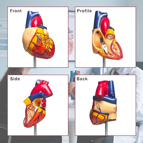 نموذج قلب بشري بالحجم الطبيعي، نموذج طبي للقلب التشريحي قابل للفصل من جزأين، تشريح مع 34 هيكلًا مشفرًا دقيقًا، مع دليل المنتج التفصيلي in Kuwait