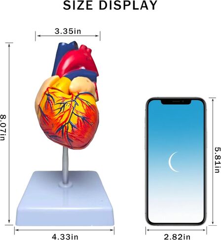 نموذج قلب بشري بالحجم الطبيعي، نموذج طبي للقلب التشريحي قابل للفصل من جزأين، تشريح مع 34 هيكلًا مشفرًا دقيقًا، مع دليل المنتج التفصيلي in Kuwait