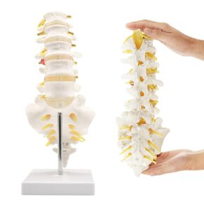 Human Lumbar Spine Model with 5 Vertebrae, 1:1 Life Size Lumbar Spine Anatomical Model with Nerves and Sacrum for Medical Teaching or Physiology Science Study in Saudi Arabia