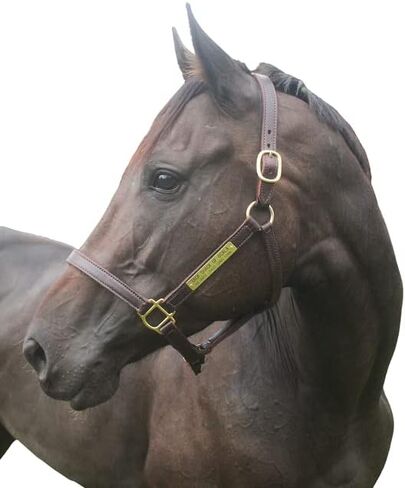 Tack Shack of Ocala Turnout Leather Halter for Horses with Customized Engraved Name Plate | Brown Leather with Solid Brass Hardware | Fixed Chin, Double Buckle Crown in Kuwait