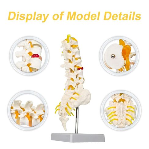 Human Lumbar Spine Model with 5 Vertebrae, 1:1 Life Size Lumbar Spine Anatomical Model with Nerves and Sacrum for Medical Teaching or Physiology Science Study in Saudi Arabia