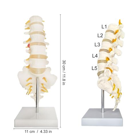 Human Lumbar Spine Model with 5 Vertebrae, 1:1 Life Size Lumbar Spine Anatomical Model with Nerves and Sacrum for Medical Teaching or Physiology Science Study in Saudi Arabia