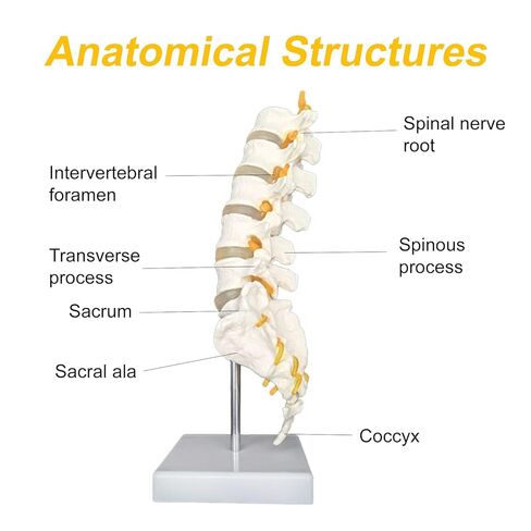 Human Lumbar Spine Model with 5 Vertebrae, 1:1 Life Size Lumbar Spine Anatomical Model with Nerves and Sacrum for Medical Teaching or Physiology Science Study in Saudi Arabia