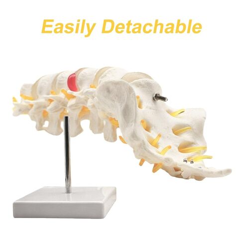 Human Lumbar Spine Model with 5 Vertebrae, 1:1 Life Size Lumbar Spine Anatomical Model with Nerves and Sacrum for Medical Teaching or Physiology Science Study in Saudi Arabia