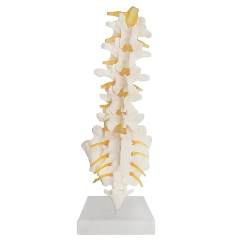 Human Lumbar Spine Model with 5 Vertebrae, 1:1 Life Size Lumbar Spine Anatomical Model with Nerves and Sacrum for Medical Teaching or Physiology Science Study in Saudi Arabia