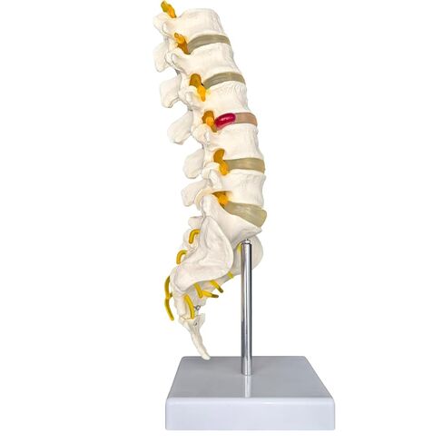 Human Lumbar Spine Model with 5 Vertebrae, 1:1 Life Size Lumbar Spine Anatomical Model with Nerves and Sacrum for Medical Teaching or Physiology Science Study in Saudi Arabia