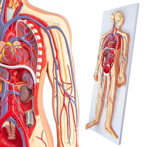 Human Circulatory System Relief Model – Half Life Size Anatomy Model with Heart, Arteries, Veins, Organs – for Classroom, Science Lab, Medical Learning in Saudi Arabia