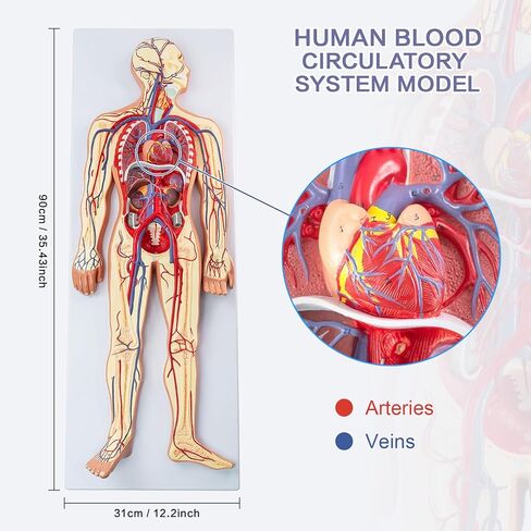 Human Circulatory System Relief Model – Half Life Size Anatomy Model with Heart, Arteries, Veins, Organs – for Classroom, Science Lab, Medical Learning in Saudi Arabia