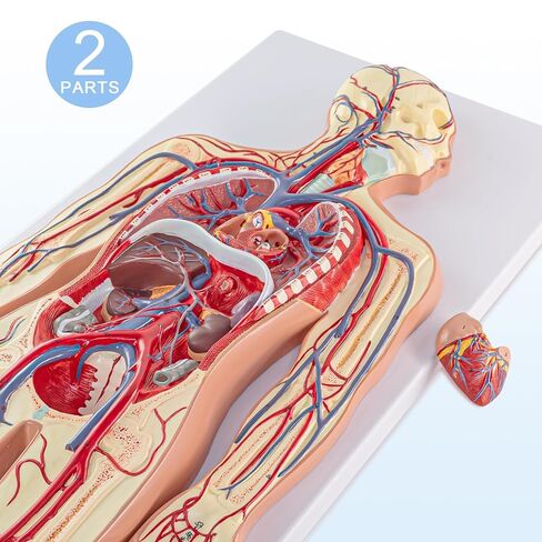 Human Circulatory System Relief Model – Half Life Size Anatomy Model with Heart, Arteries, Veins, Organs – for Classroom, Science Lab, Medical Learning in Saudi Arabia