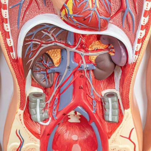 Human Circulatory System Relief Model – Half Life Size Anatomy Model with Heart, Arteries, Veins, Organs – for Classroom, Science Lab, Medical Learning in Saudi Arabia