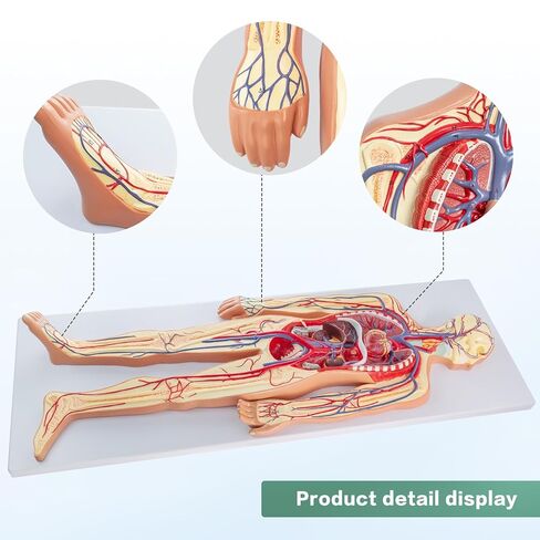 Human Circulatory System Relief Model – Half Life Size Anatomy Model with Heart, Arteries, Veins, Organs – for Classroom, Science Lab, Medical Learning in Saudi Arabia