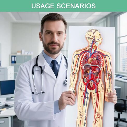 Human Circulatory System Relief Model – Half Life Size Anatomy Model with Heart, Arteries, Veins, Organs – for Classroom, Science Lab, Medical Learning in Saudi Arabia