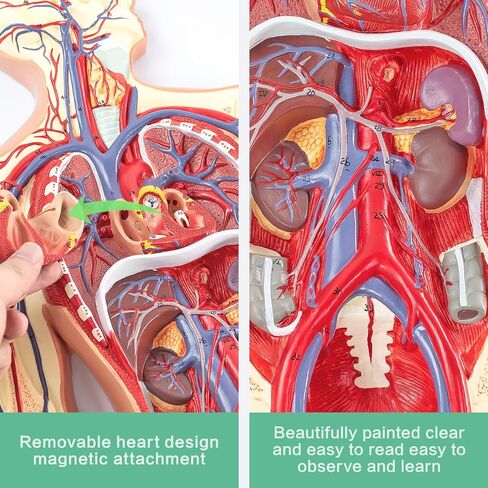 Human Circulatory System Relief Model – Half Life Size Anatomy Model with Heart, Arteries, Veins, Organs – for Classroom, Science Lab, Medical Learning in Saudi Arabia