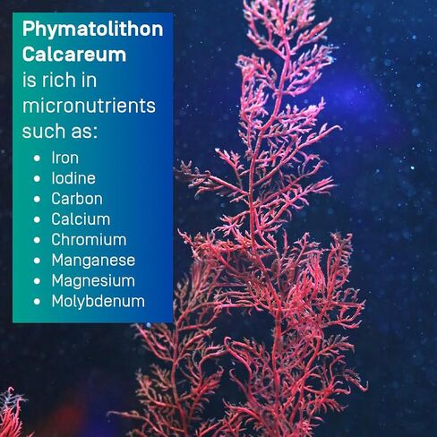 SoulLife Rebuild -Calcium Mineral Complex with Magnesium - Made with Lithothamnium Calcareum Seaweed - Plant-Based Daily Vitamins for Joint Support Supplement - 120 Vegetarian Capsules in Kuwait