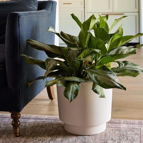 Bloem Harlow 14" Vanilla Bean Round Planter Pot Indoor or Outdoor Gardening, Made in USA in Kuwait