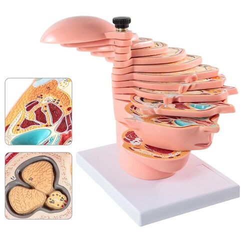 EVOTECH SCIENTIFIC Human Head and Brain Cross-Section Anatomy Model, 12 Parts Human Brain Anatomy Model Slice Horizontal with Mark for Medical Education Learning Study in Saudi Arabia