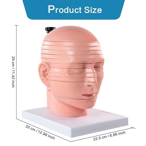 EVOTECH SCIENTIFIC Human Head and Brain Cross-Section Anatomy Model, 12 Parts Human Brain Anatomy Model Slice Horizontal with Mark for Medical Education Learning Study in Saudi Arabia